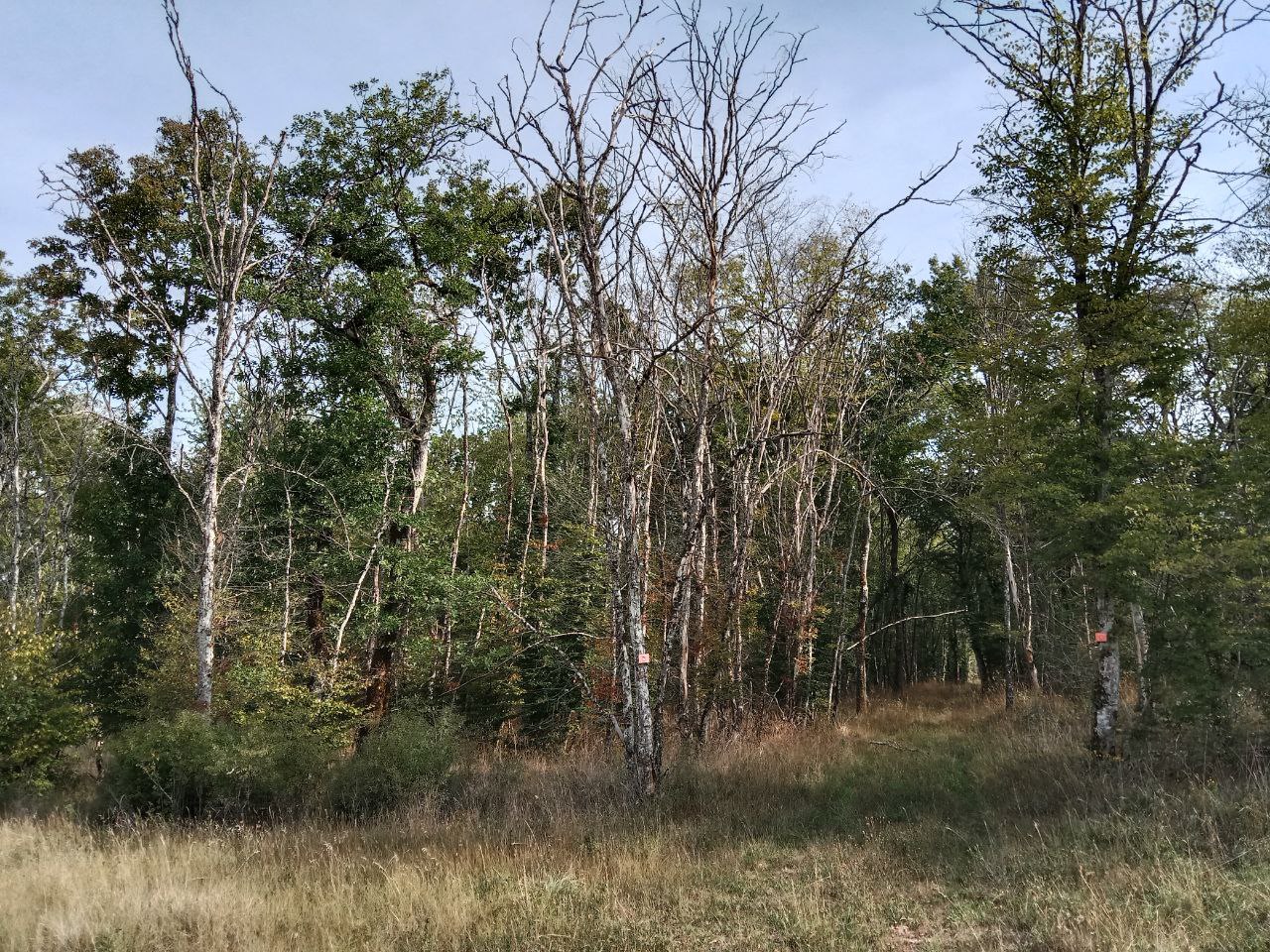 Les forêts