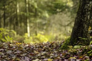 Pacte Territorial pour la Réussite de la Transition Ecologique